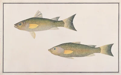 Graue Meeräsche, aus Zeichnungen von Fischen von Malakka, ca. 1805-18